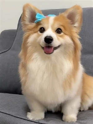 Vilken koppel är bäst för en hund som drar?